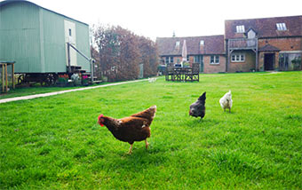 Ninfield clinic hens